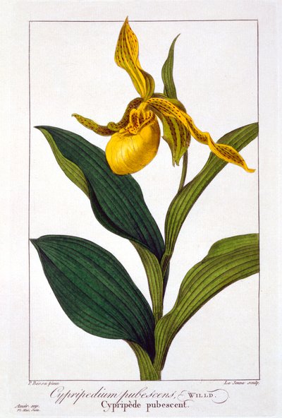 Cypripedium, bar. 1836. de Panacre Bessa
