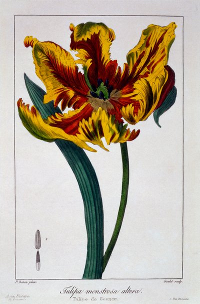 Tulipa 