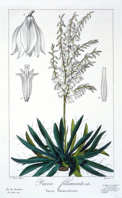 Yucca filamentosa, pub. 1836. de Panacre Bessa