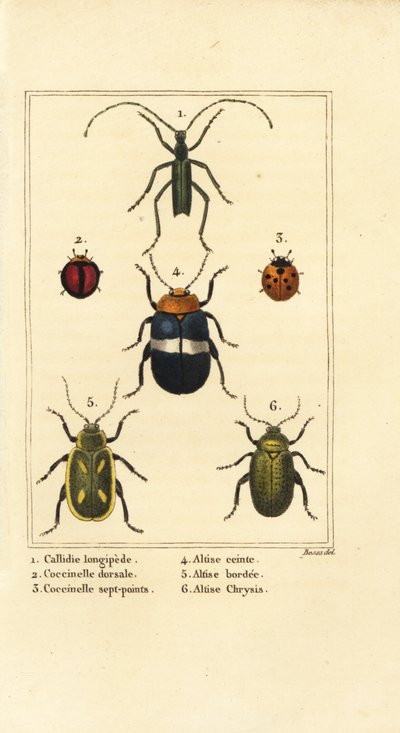 Callidium longipes 1, joaninhas, Jauravia dorsalis 2, Coccinella septempunctata 3, escaravelhos das pulgas, Altica cincta 4, Altica emarginata 5, e Altica chrysis 6 de Pancrace (after) Bessa