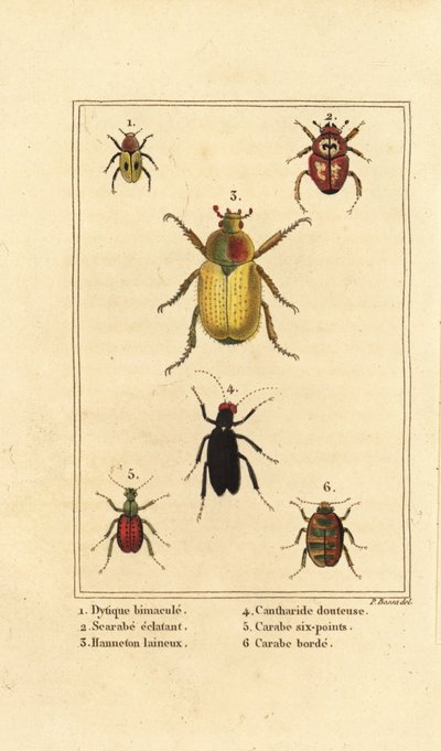 Dytiscus bimaculatus 1, scarab 2, cockchafer, Melolontha melolontha 3, Cantharis beetle 4, Carabus sexpunciatus 5 e Omophron limbatum 6 de Pancrace (after) Bessa