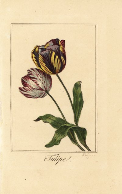 Variedades de tulipas, tulipas, Tulipa gesneriana de Pancrace (after) Bessa