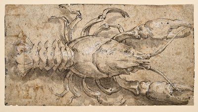 Lagostim (recto) de Parmigianino