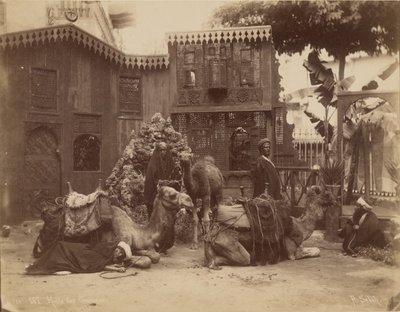 Salão dos Camelos de Pascal Sébah