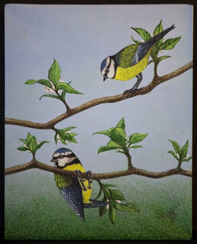 Bluetits, 2016 de Pat Scott