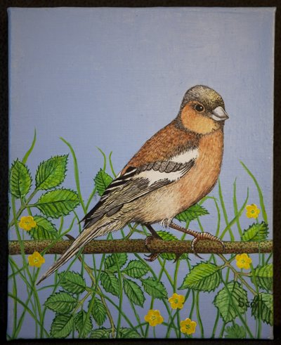 Tentilhão, 2016 de Pat Scott