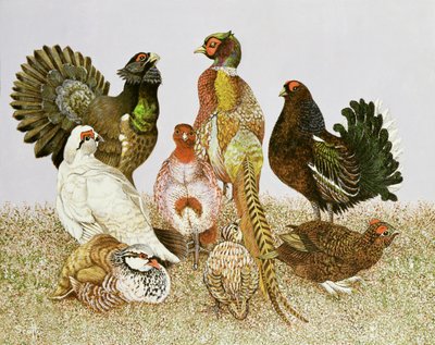 Aves de caça de Pat Scott