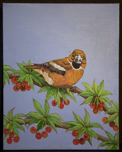 Falcão, 2016 de Pat Scott