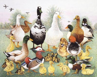 Olá Patos de Pat Scott