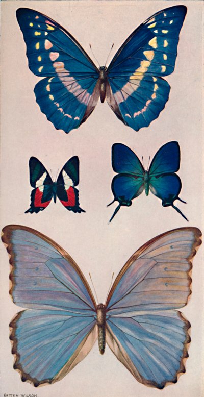 Algumas das borboletas de Rios, 1914 de Patten Wilson
