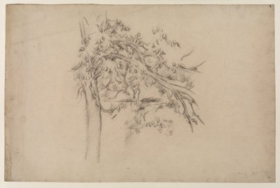 Estudo de uma árvore, c.1885-87 (grafite sobre papel) de Paul Cézanne