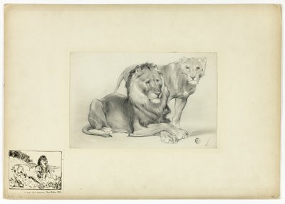 Leão e leoa de Paul Friedrich Meyerheim
