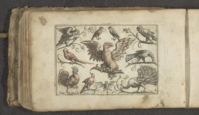 Ave de rapina, nove outras aves e um morcego
Pássaros (título da série) de Paul Göttich