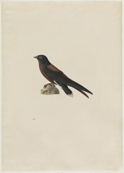 Swift Hirundapus caudaculus, cauda de agulha, 1800s. de Paul Huet