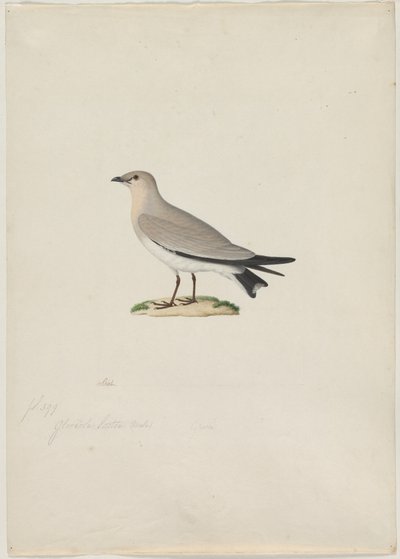 Pequeno Pratincole Glareola lactea, 1800. de Paul Huet