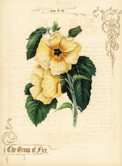 Flores de hibisco amarelo e folhagem. de Paul Jerrard