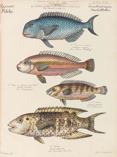 Curso de História Natural, 1825-1826. de Paul Louis Oudart