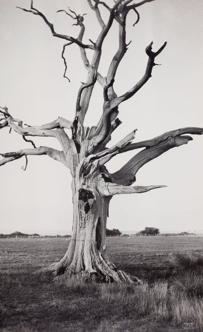 Árvore morta, Romney Marsh de Paul Nash
