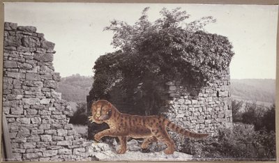 Tigre, Tigre, c.1938 (colagem) de Paul Nash