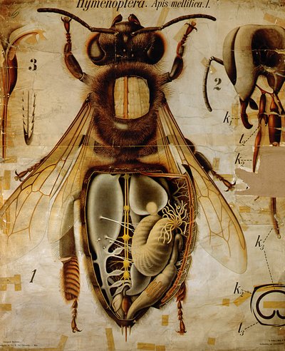 Anatomy of the Honey Bee, No.13, Gráfico de Paredes Zoológicas de Pfurtscheller de Paul Pfurtscheller