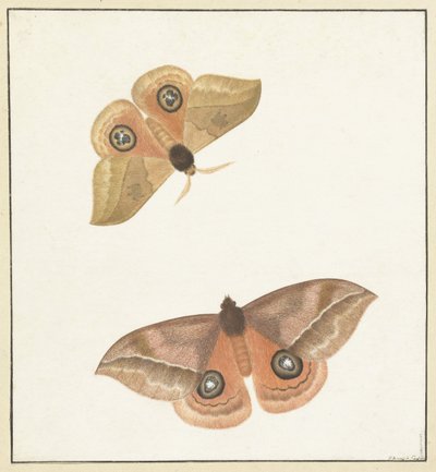 Duas borboletas de Paulus Knogh