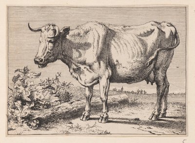 A vaca com o corno amassado, de Vários bois e vacas de Paulus Potter