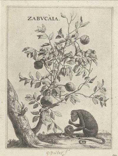 Zabucaiaboom een ​​aap Zabvcàia (título no objeto) de Paulus Potter
