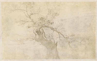Estudo de uma árvore gnarled de Paulus Willemsz. van Vianen