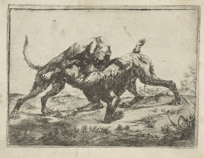 cães de briga de Pauwels van Hillegaert