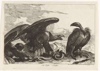 Abutre e uma águia com cobra 1. des Aigles 2. Griffon (título no objeto) Birds from the Menagerie of Versailles (título da série) de Peeter Boel (attributed to)