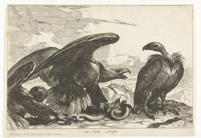 Abutre e uma águia com cobra 1. des Aigles 2. Griffon (título no objeto) Birds from the Menagerie of Versailles (título da série) de Peeter Boel (attributed to)