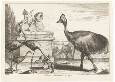 Casuares, galeirão roxo e flamingos 1. Bleuets 2 Becharoux 3. Casuels (título no objeto) Birds from the Menagerie of Versailles (título da série) de Peeter Boel (attributed to)