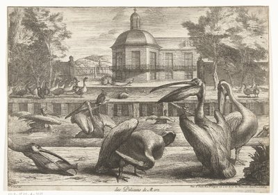 pelicanos des Pelicans de Mere (título no objeto) Birds from the Menagerie of Versailles (título da série) de Peeter Boel (attributed to)