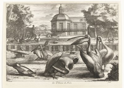 pelicanos des Pelicans de Mere (título no objeto) Birds from the Menagerie of Versailles (título da série) de Peeter Boel (attributed to)