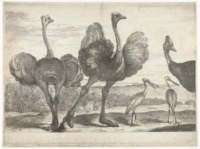 Avestruzes, batata-doce e colhereiro
Aves do menagerie de Versailles (título da série) de Peeter Boel (attributed to)