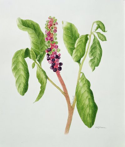 Phytolacca (aguarela) de Peggy Wyatt