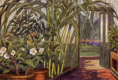Cana-de-açúcar, planta de chá e planta de café (cor litho) de Percy James Billinghurst