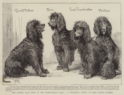 The Kennel Club Show no Agricultural Hall, uma família bem-sucedida de água-russa irlandesa de Percy Macquoid