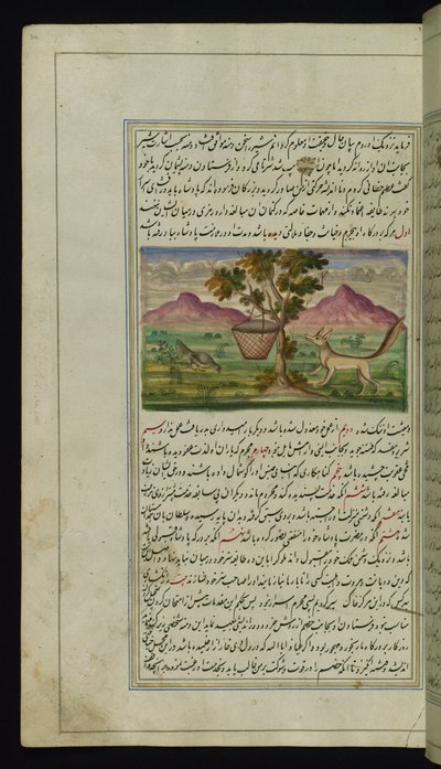 Uma raposa e um tambor de Luzes de Canopus de Persian School