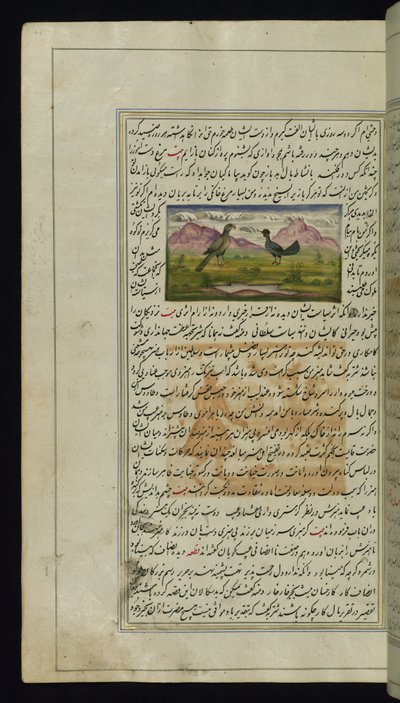 Um falcão e uma galinha das Luzes de Canopus de Persian School
