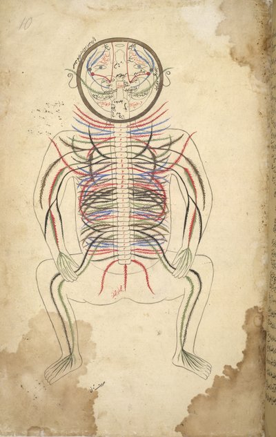 I.O. ISLAMIC 1379, f.10 Espinha humana, de 