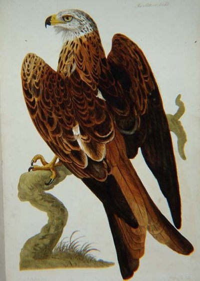 O Milhafre (Milvus milvus) ou Glead, placa de 