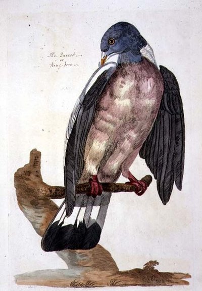 The Queest or Ring Dove, placa de 