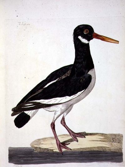 A placa "The Sea Pie or Oystercatcher" (Haematopus ostralegus) de "The British Zoology, Class II: Birds", gravada por Peter Mazell (fl.1761-97) 1766 (gravura) de Peter (after) Paillou