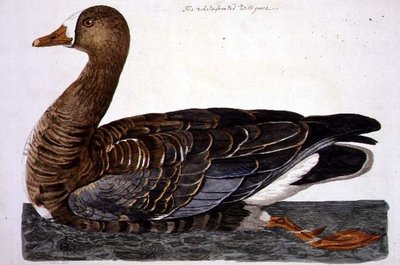 A placa "The British Zoology, Class II: Birds", gravada por Peter Mazell (fl.1761-97) 1766 (gravura) de Peter (after) Paillou