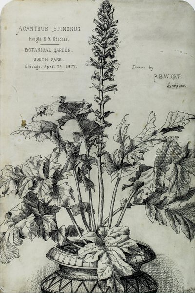 Acanthus Spinosus, Desenhos de Apresentação de Peter Bonnett Wight