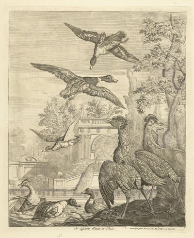 Patos e garças num tanque de pássaros
Várias aves (título da série) de Peter Casteels (III)