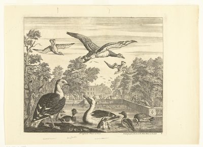 Gaivotas e patos de dorso negro em um lago de pássaros Pássaros diferentes (título da série) de Peter Casteels (III)