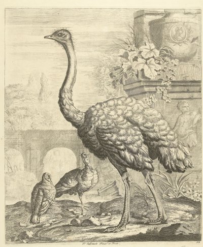 Avestruzes e perus num jardim com ruínas antigas
Várias aves (título da série) de Peter Casteels (III)