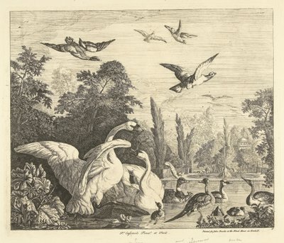 Cisnes e patos num tanque de pássaros
Várias aves (título da série) de Peter Casteels (III)